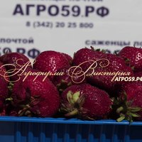 Клубника ЧЕРНЫЙ ПРИНЦ (КРУПНОМЕР! ОГРОМНЫЙ КУСТ, УРОЖАЙ В ГОД ПОСАДКИ) Клубника ЧЕРНЫЙ ПРИНЦ (КРУПНОМЕР! ОГРОМНЫЙ КУСТ, УРОЖАЙ В ГОД ПОСАДКИ)